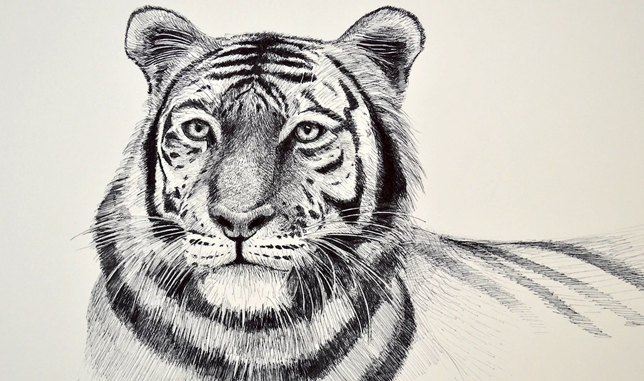 Тигр рисунок карандашом для начинающих. Для срисовки