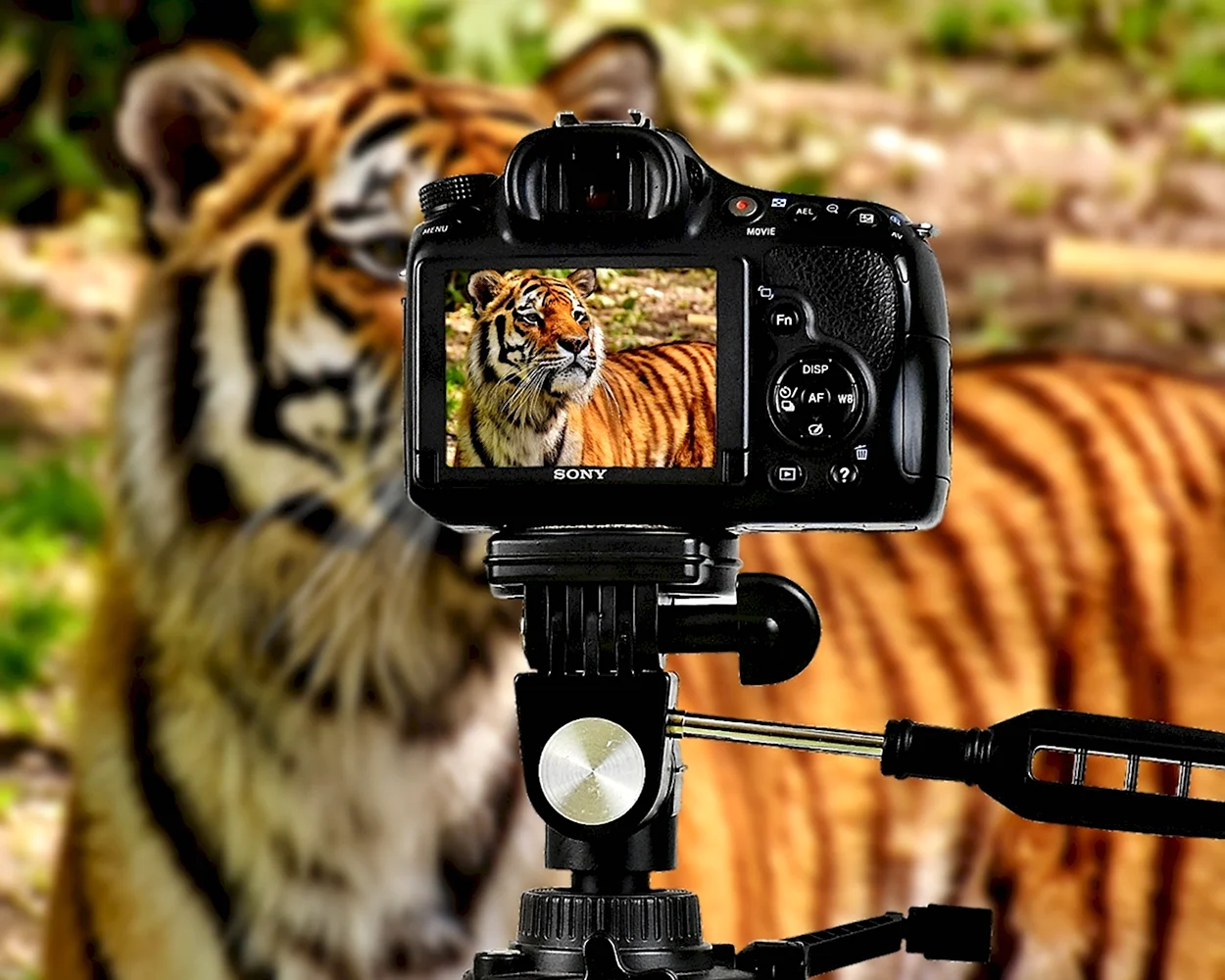 Тигр с фотоаппаратом. Красивое животное