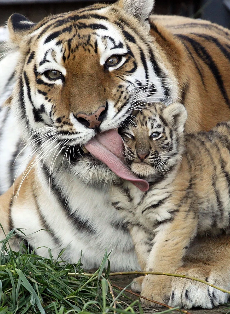 Тигр тигрица и Тигренок. Красивое животное
