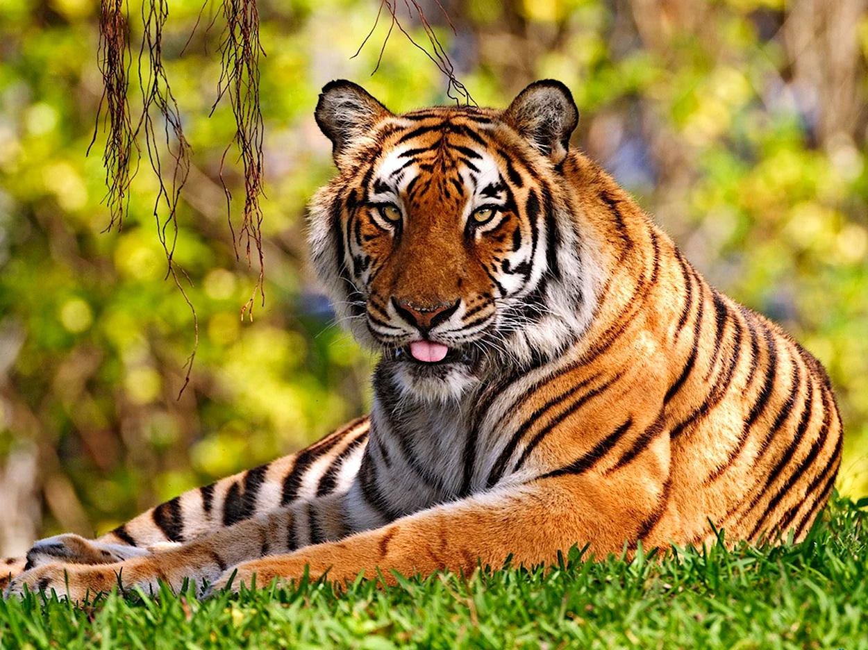 Тигр Тигрович. Красивое животное