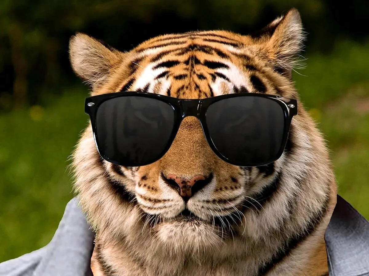 Тигр в очках. Красивая картинка