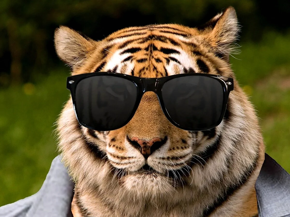Тигр в очках. Картинка