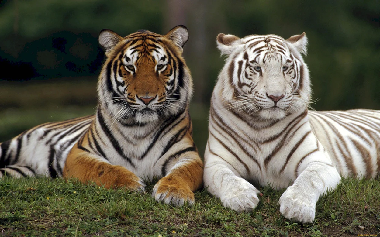 Тигрица и два тигра. Красивое животное