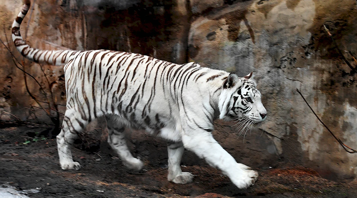 Тигрица Кали Московский зоопарк. Красивое животное