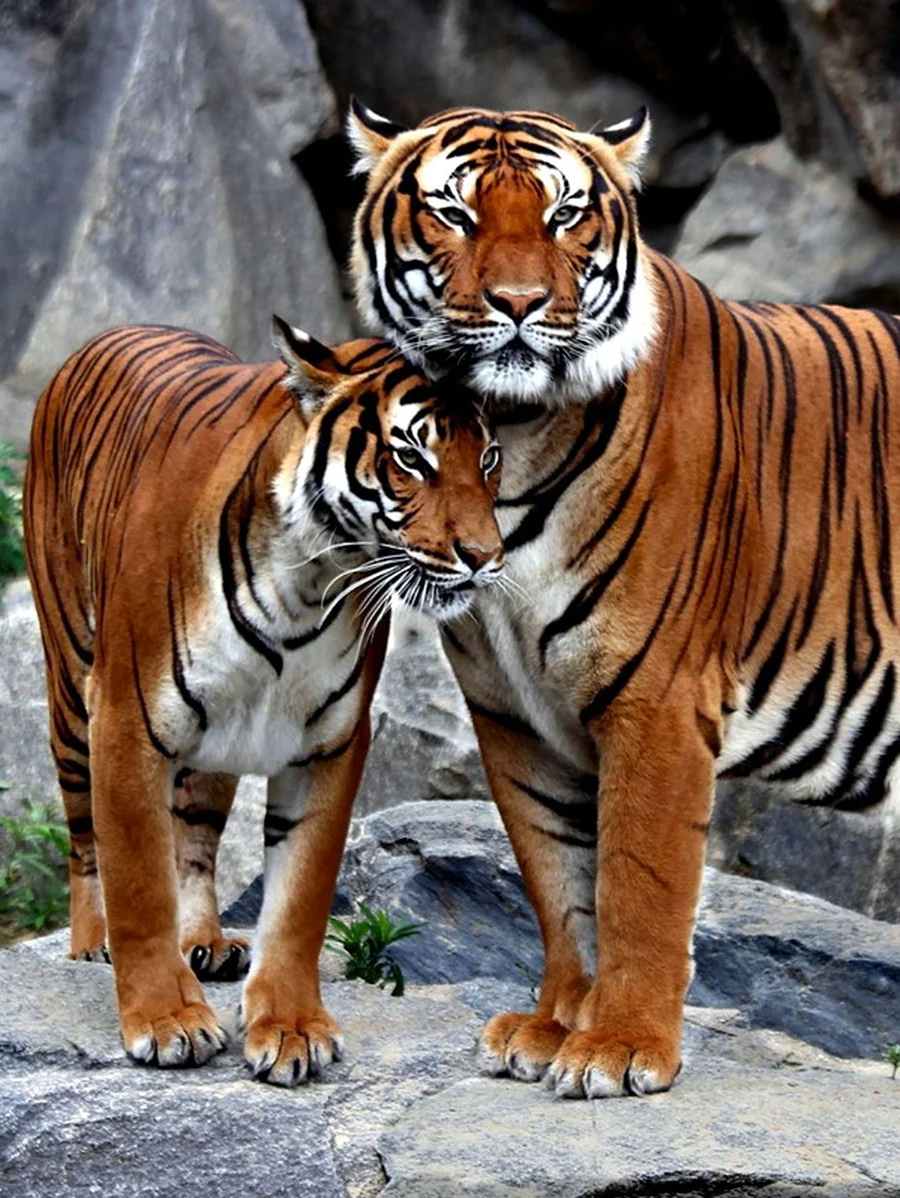 Тигры Прайд. Красивое животное