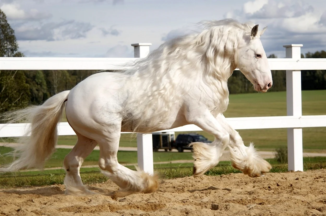 Тинкер Титан лошадь. Красивое животное