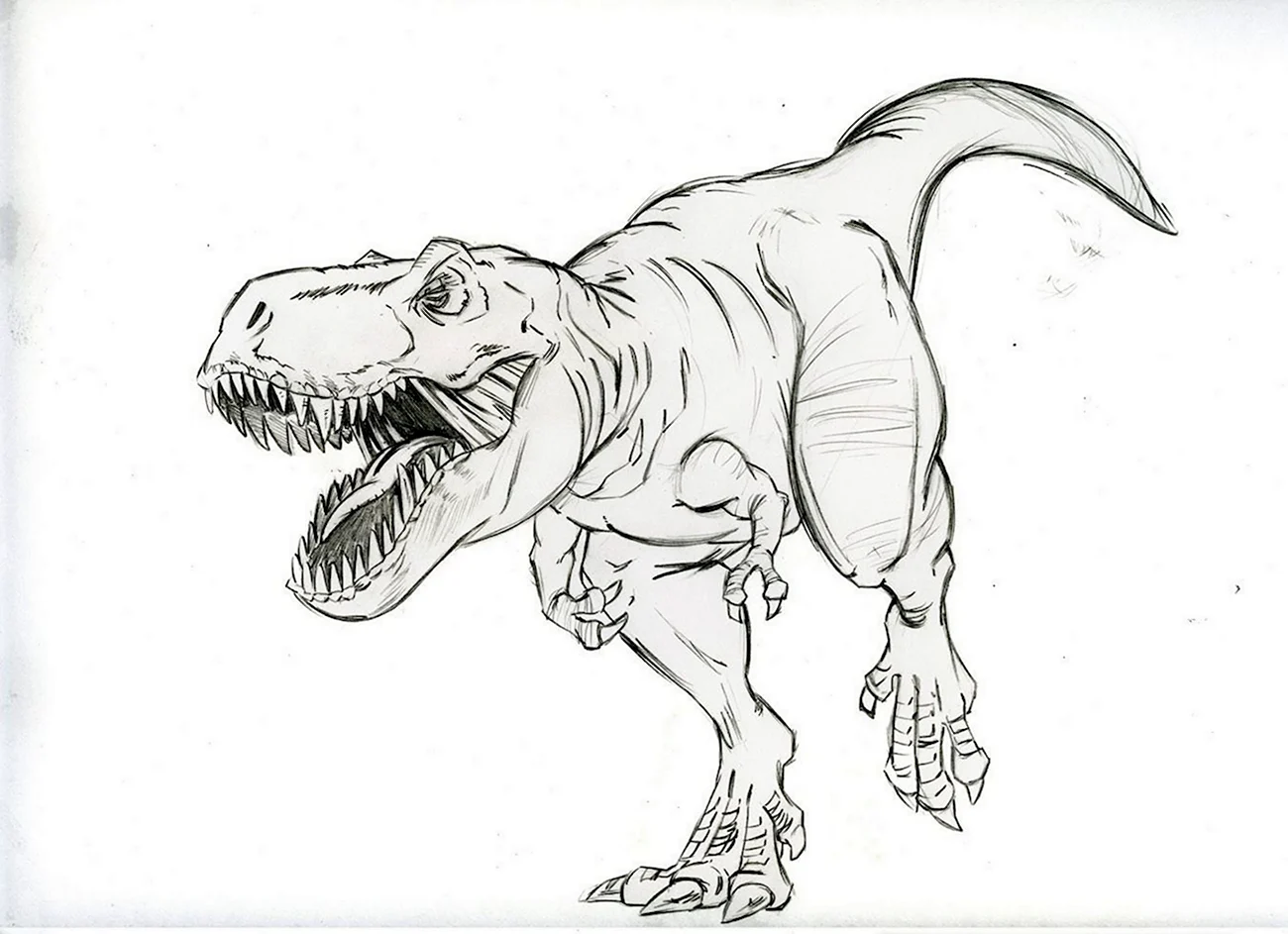 Тираннозавр рекс черно белый. Для срисовки