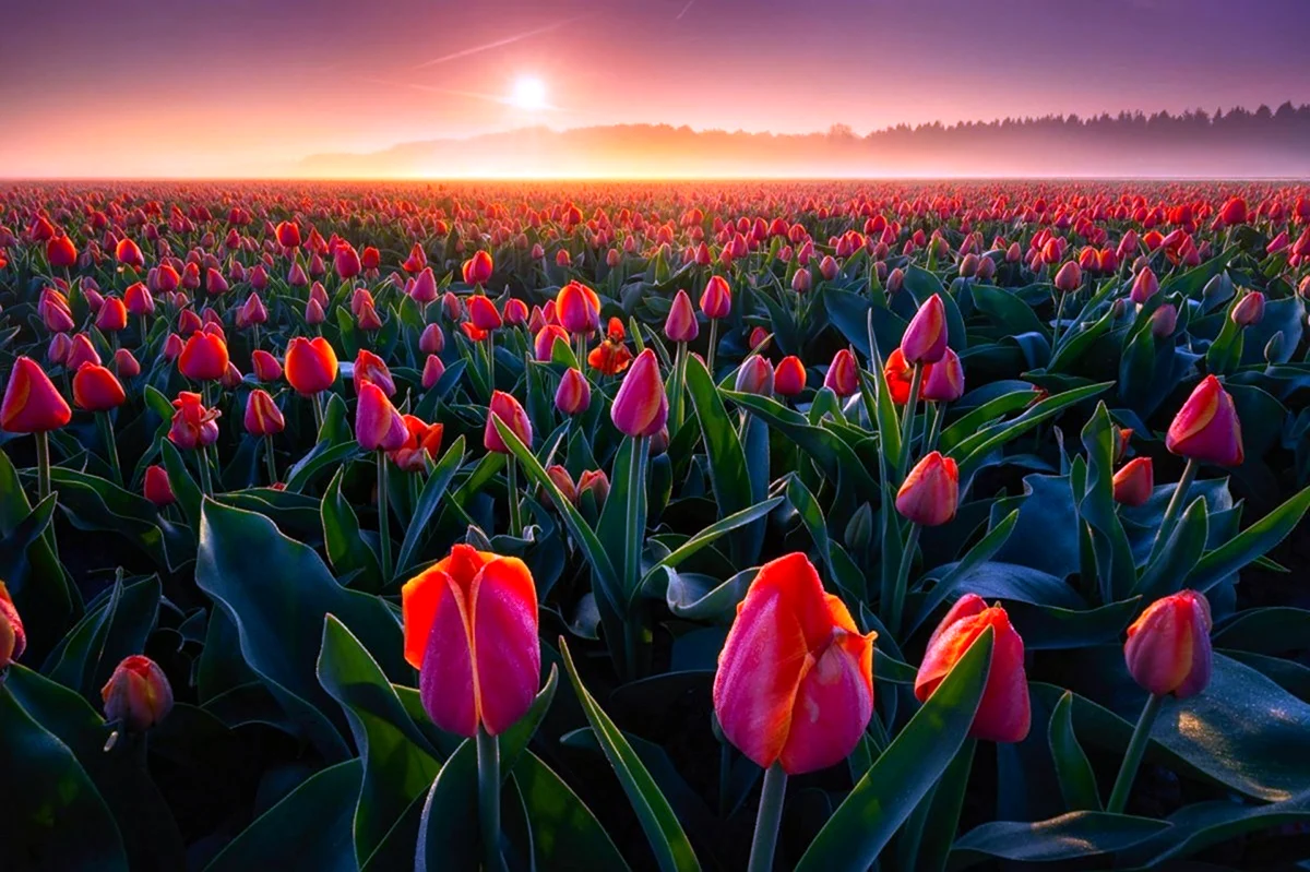 Тюльпан Hollandia. Красивая картинка