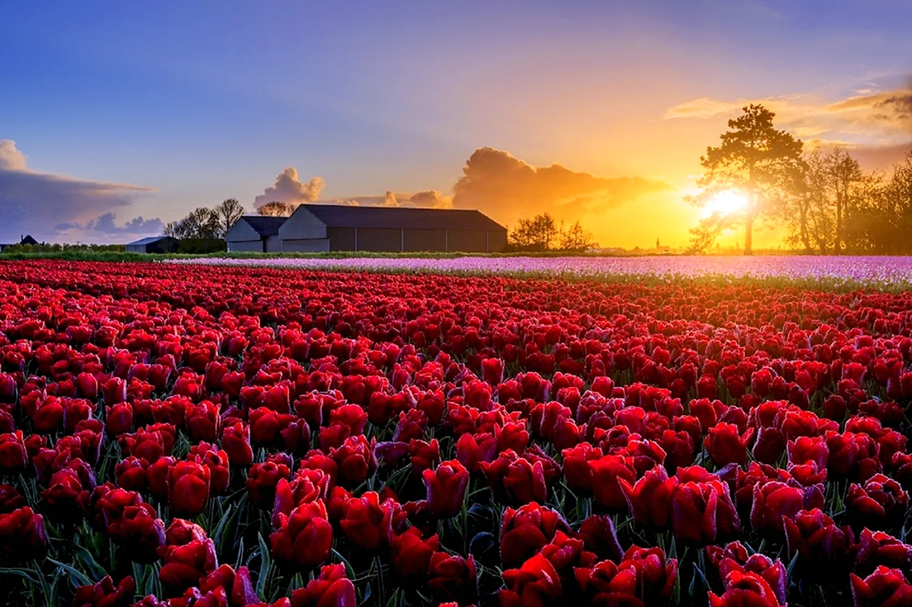 Тюльпановые ферма Нидерланды. Красивая картинка