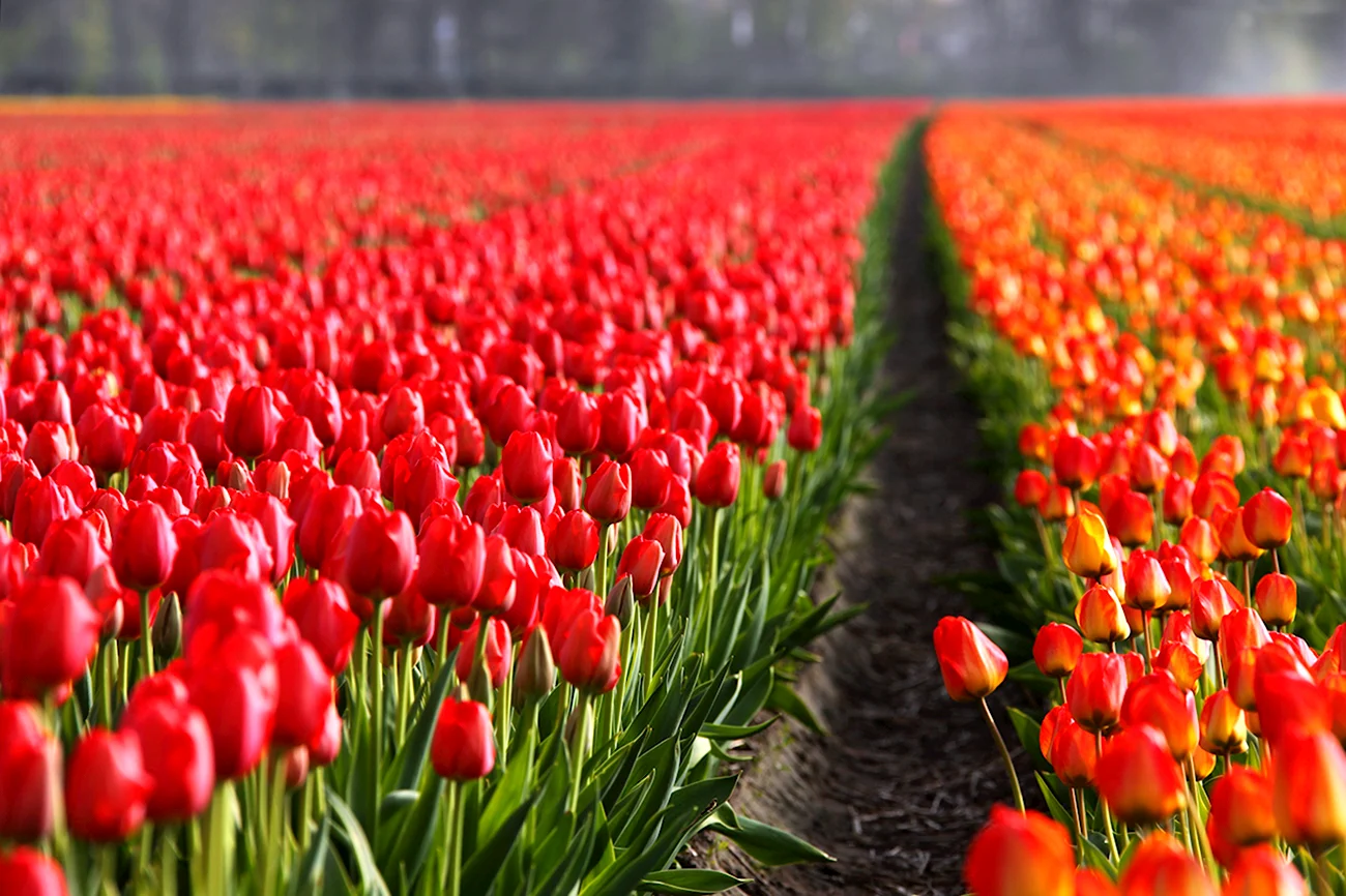 Тюльпановые поля Нидерланды махровые тюльпаны. Красивая картинка