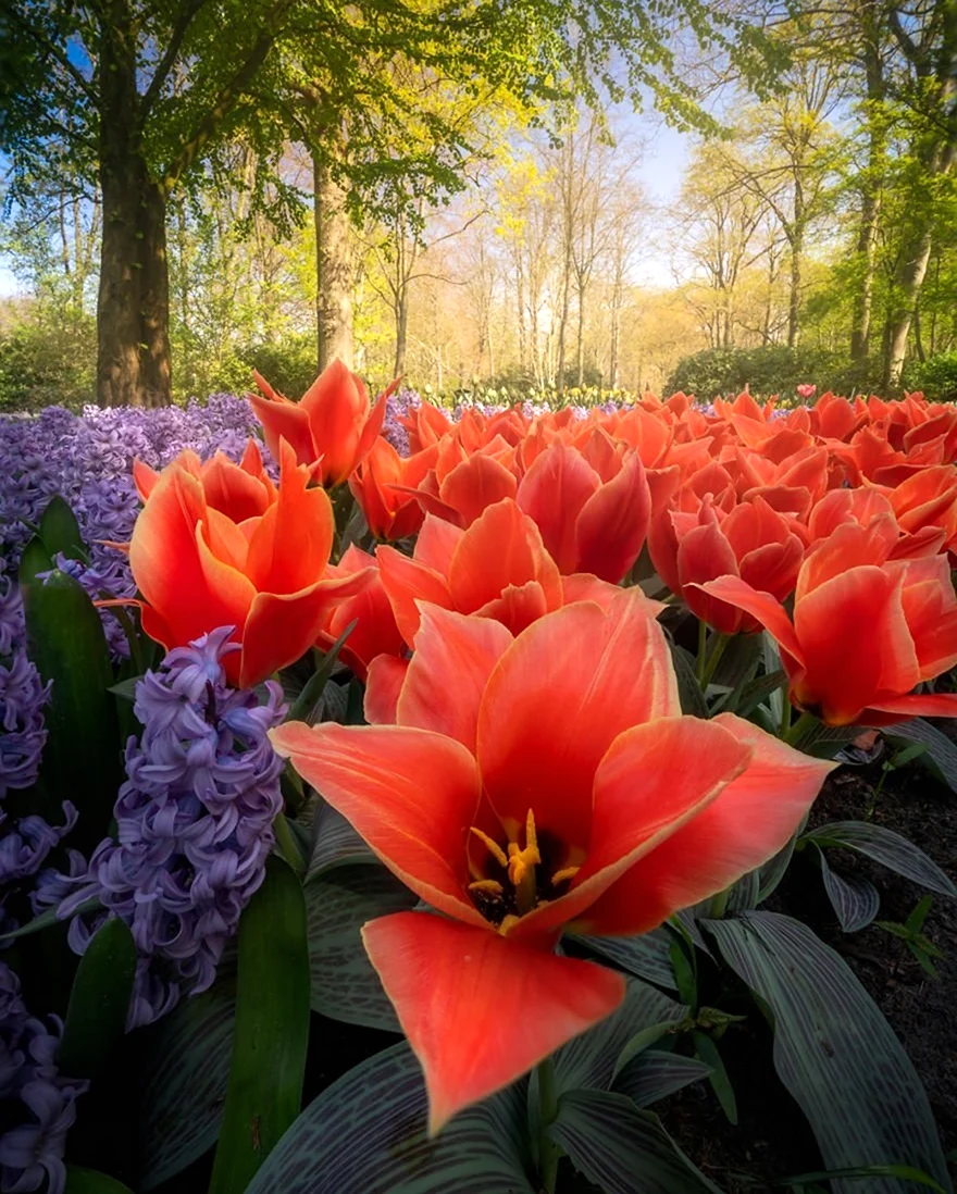Тюльпаны Кекенхоф. Красивая картинка