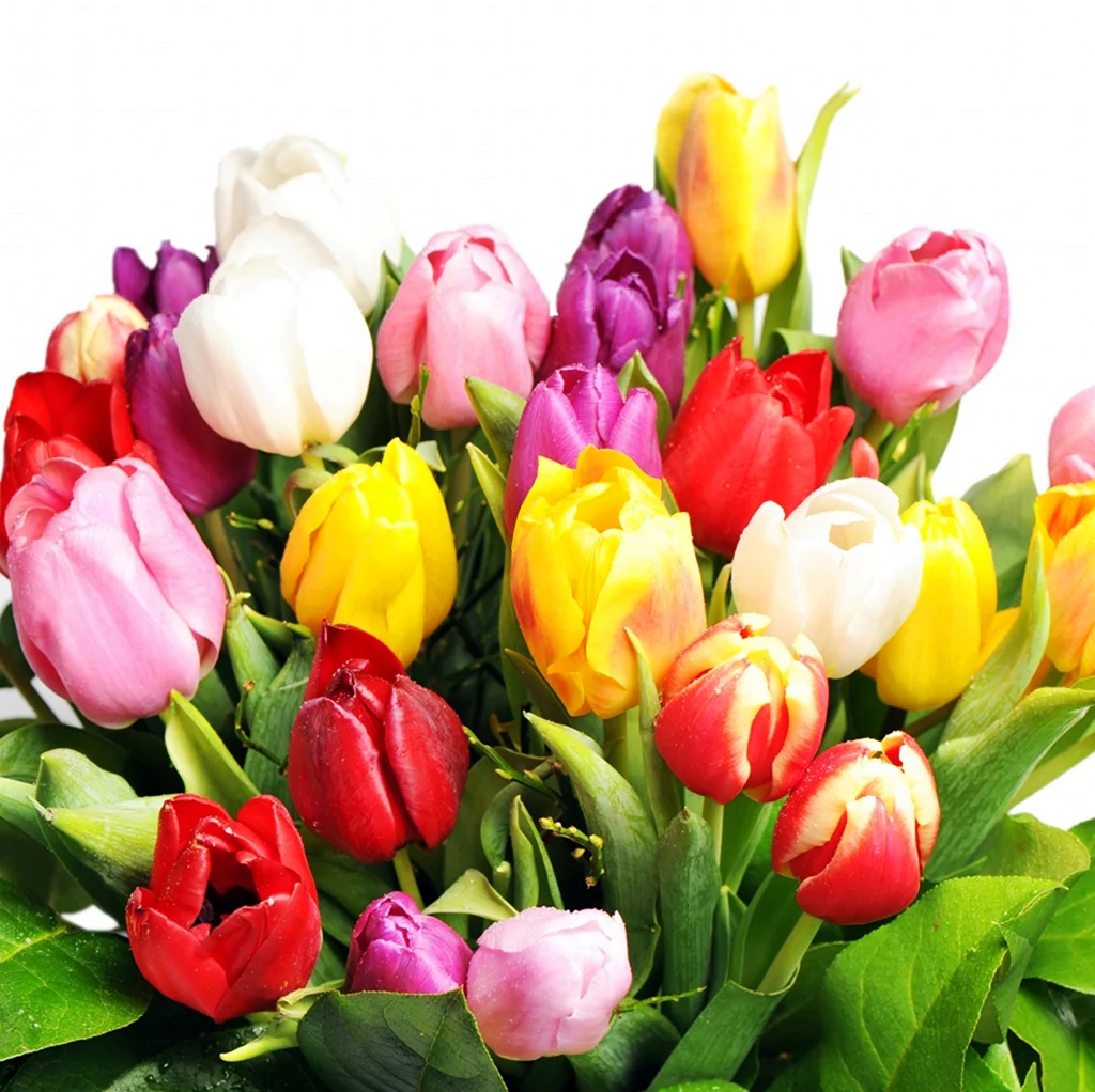 Тюльпаны разноцветные. Открытка с днем рождения