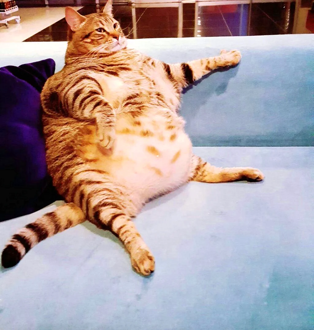 Толстый довольный кот. Красивое животное