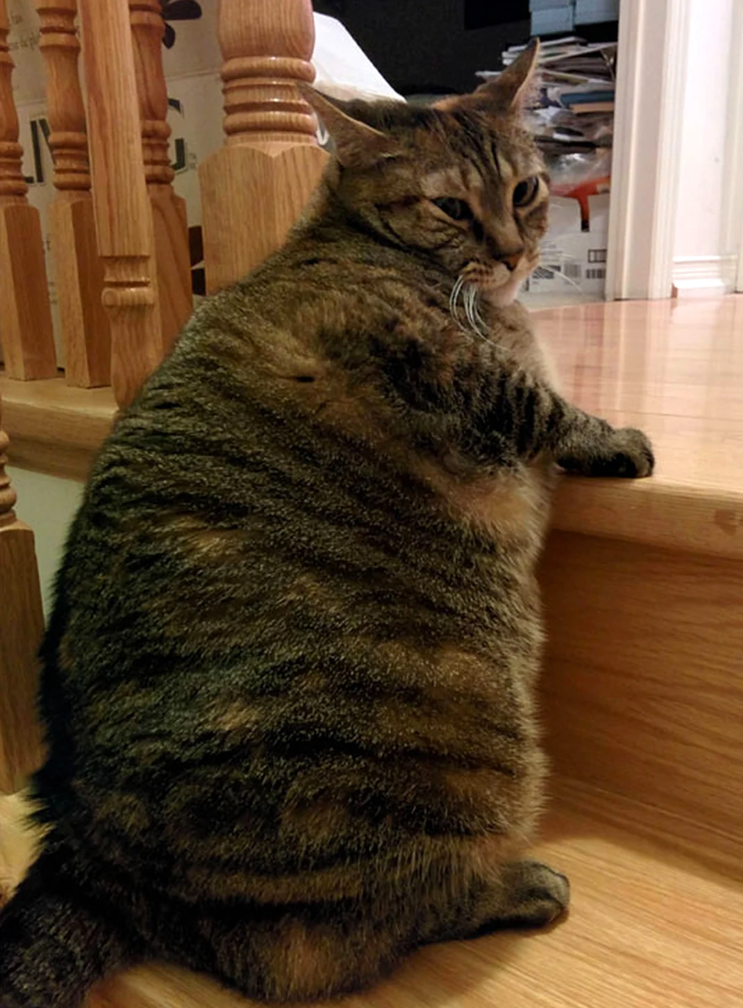 Толстый кот. Красивое животное