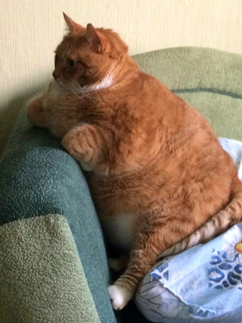 Толстый кот. Красивое животное