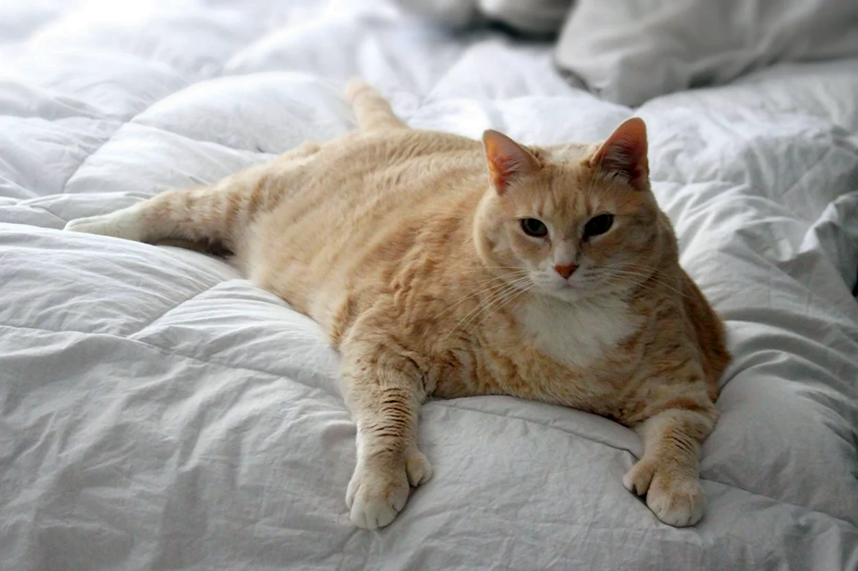 Толстый кот Бронсон. Красивое животное