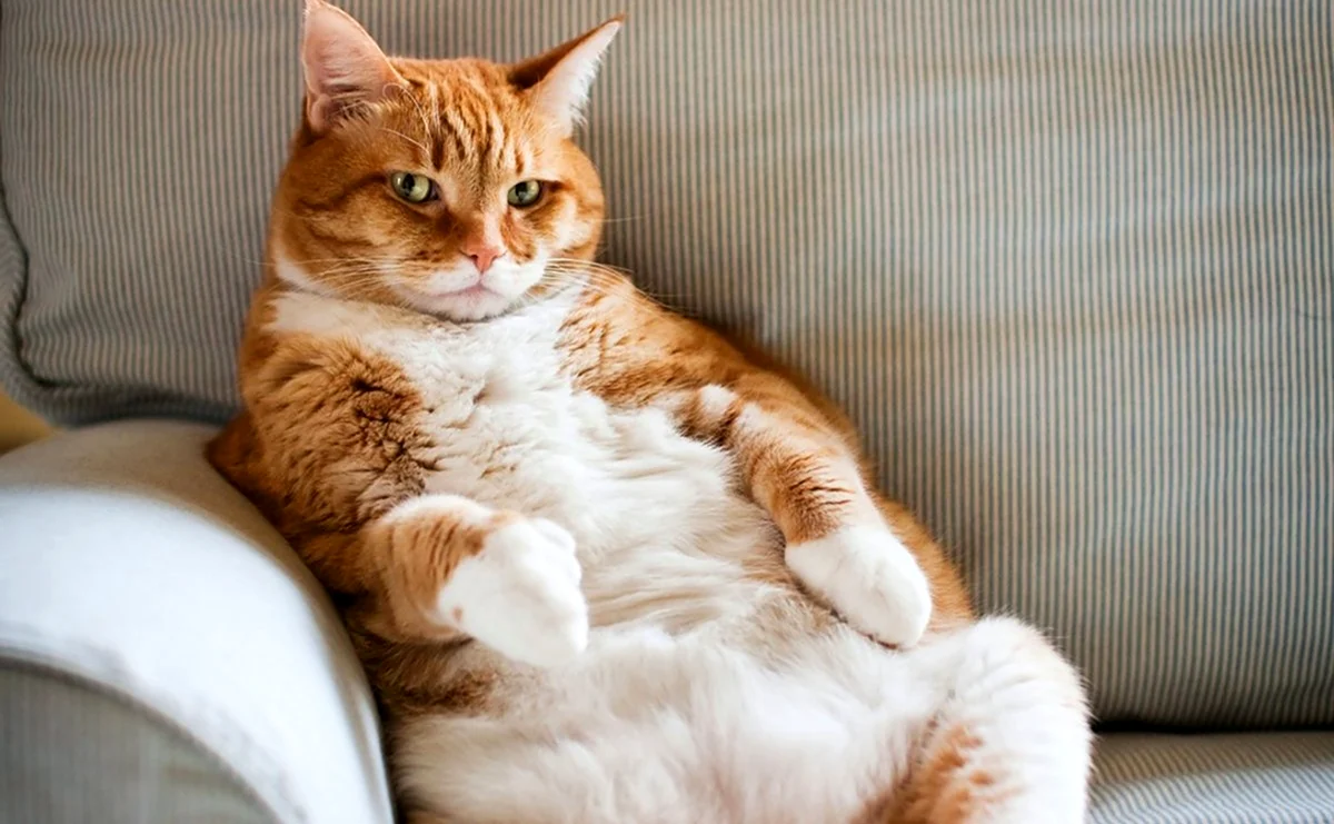 Толстый кот на диване. Красивое животное