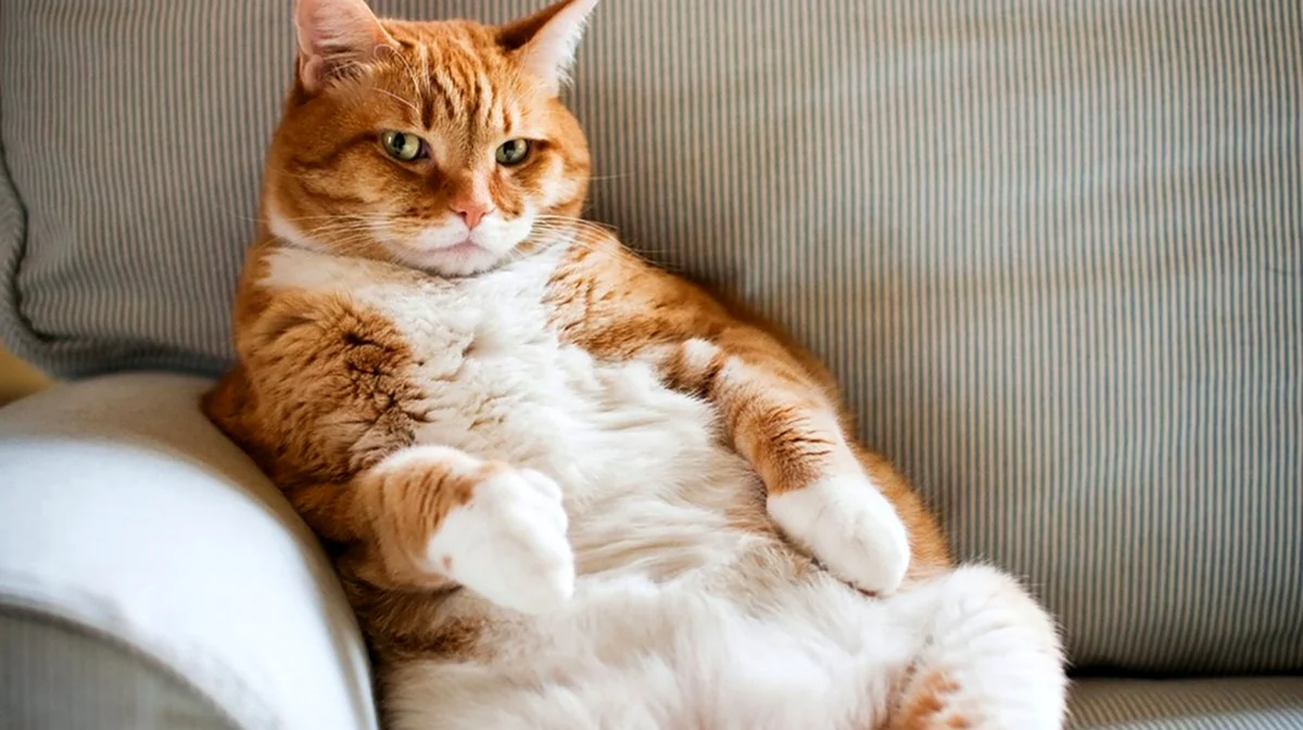 Толстый кот на диване. Красивое животное
