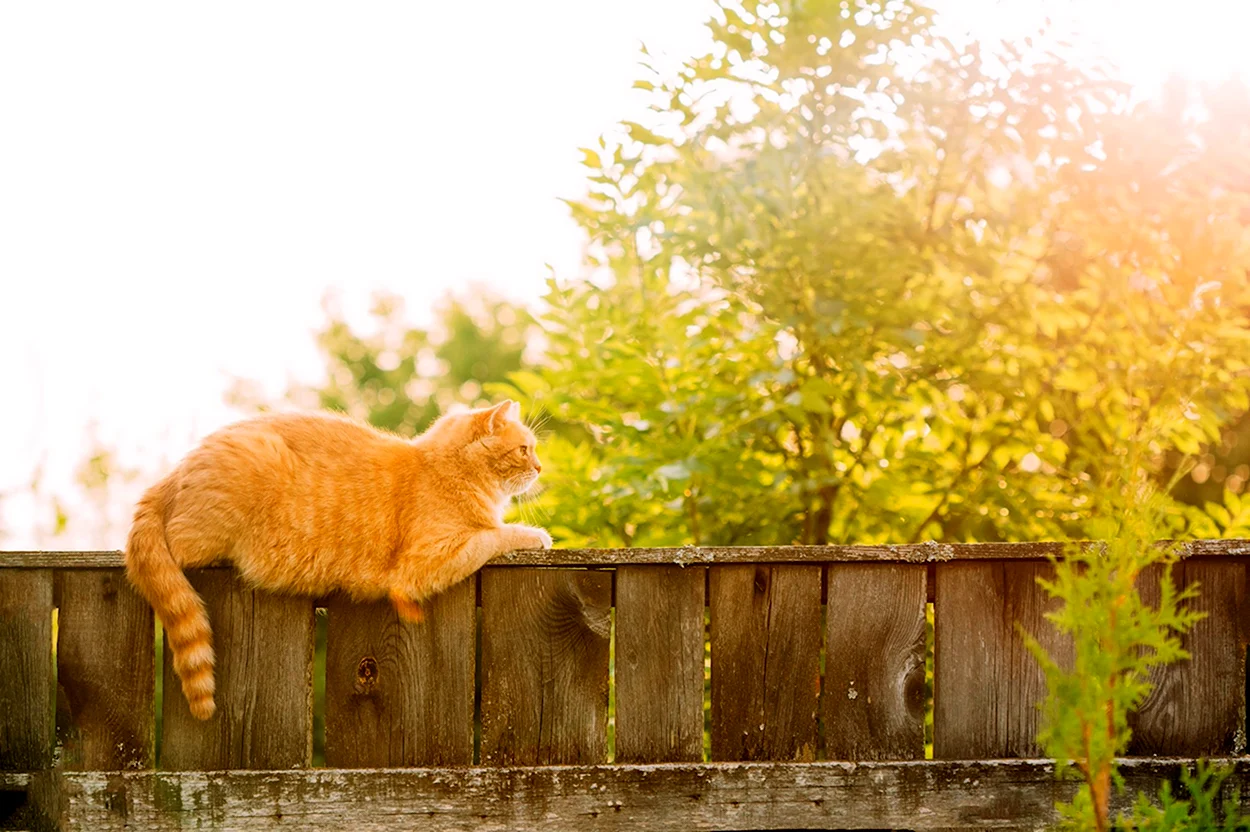Толстый кот на заборе. Красивое животное