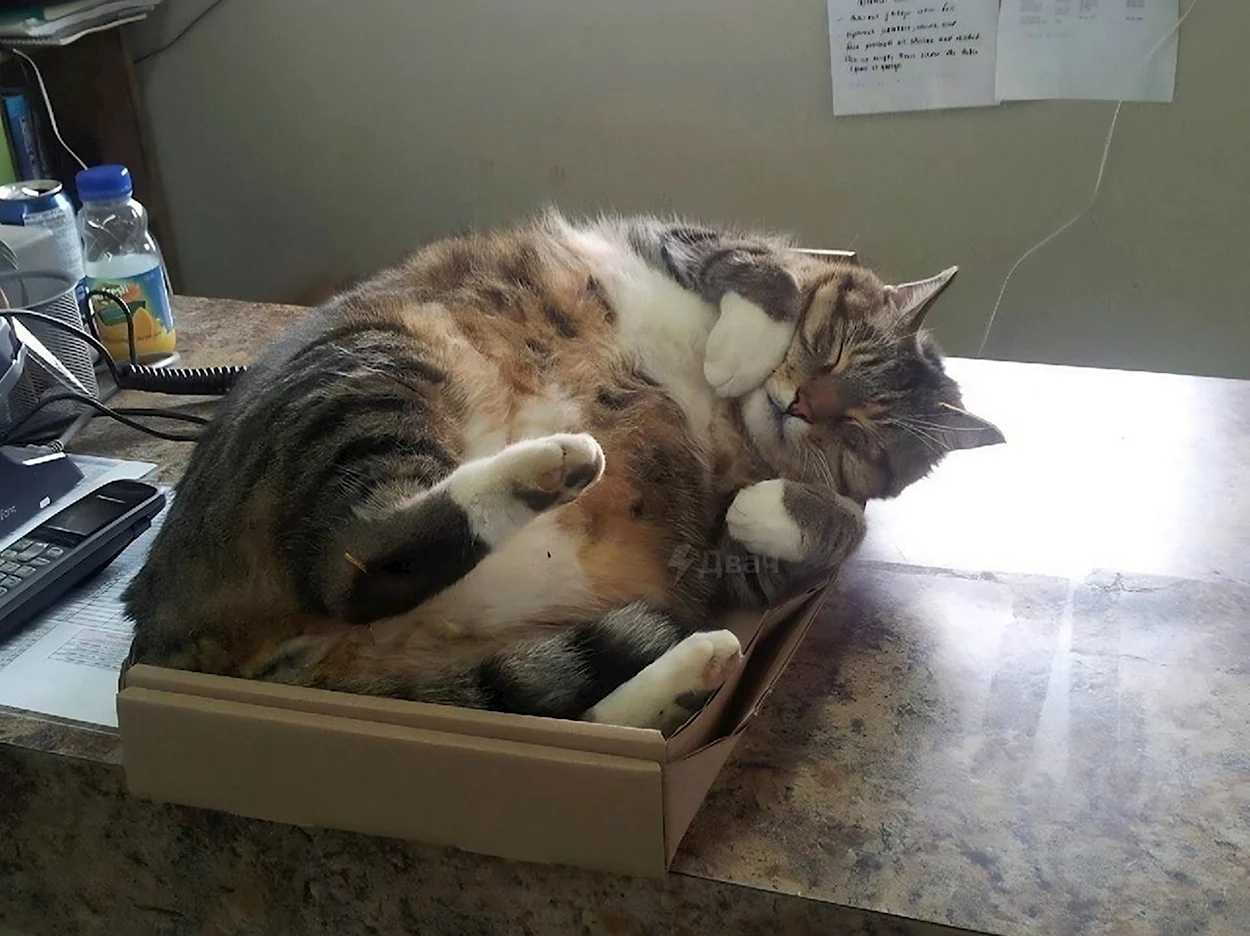Толстый кот в коробке. Красивое животное