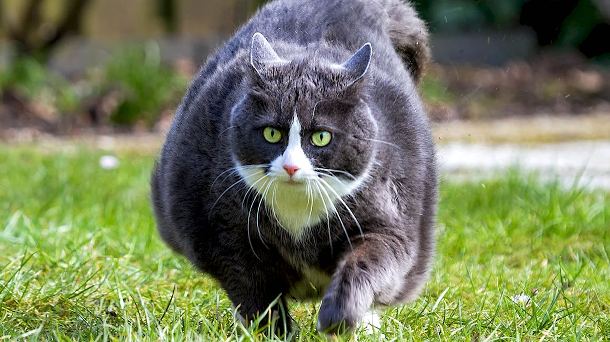 Толстый котенок. Красивое животное