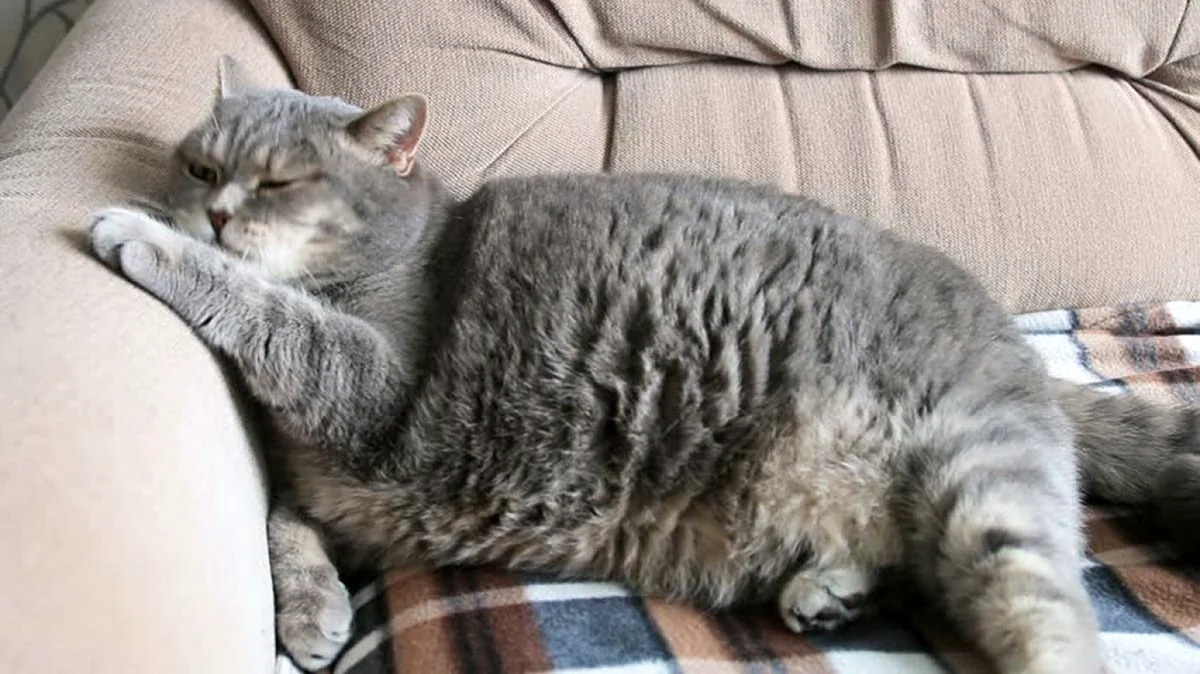 Толстый котя на диване. Красивое животное