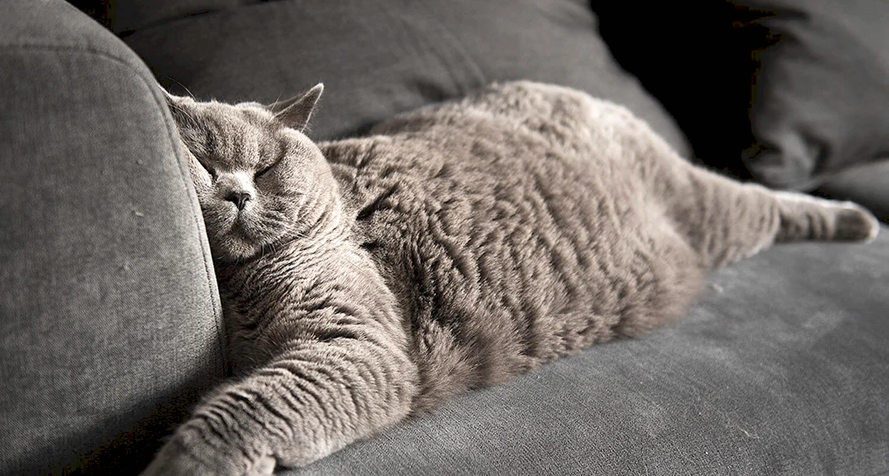 Толстый ленивый кот. Красивое животное