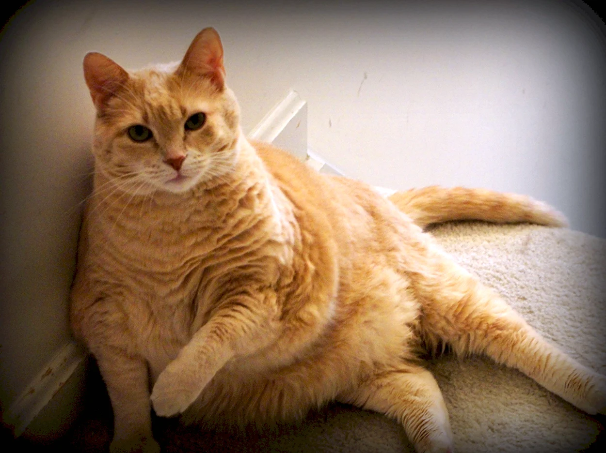 Толстый рыжий кот. Красивое животное
