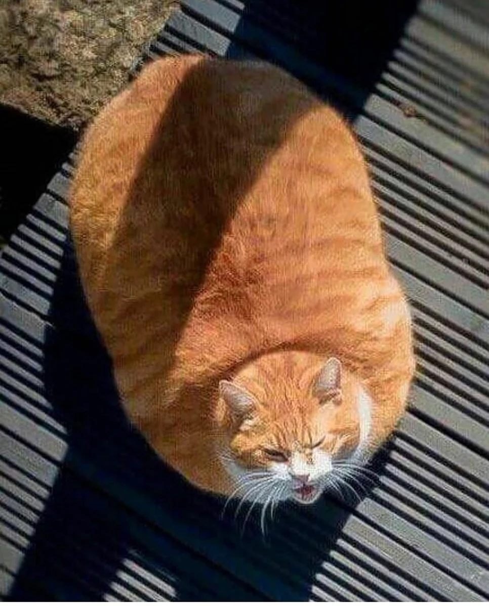 Толстый рыжий кот. Красивое животное