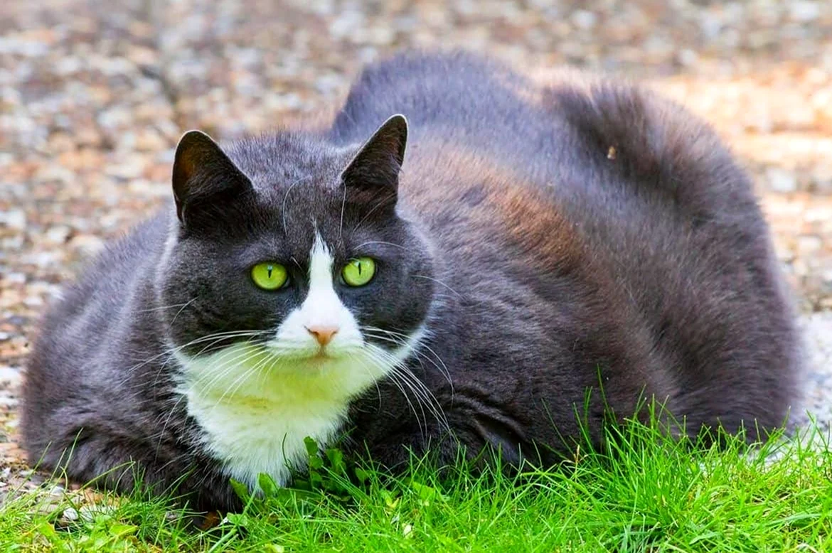 Толстый серый кот. Красивое животное