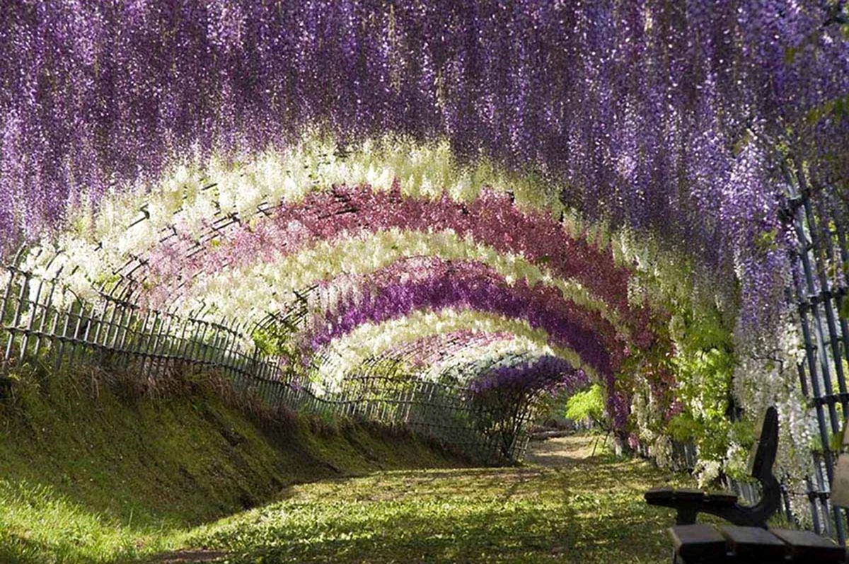 Тоннель глициний сад Кавати Фудзи Япония. Красивая картинка