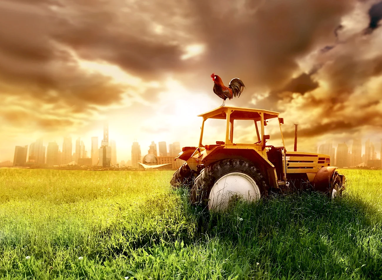 Трактор в поле плакат. Поздравление