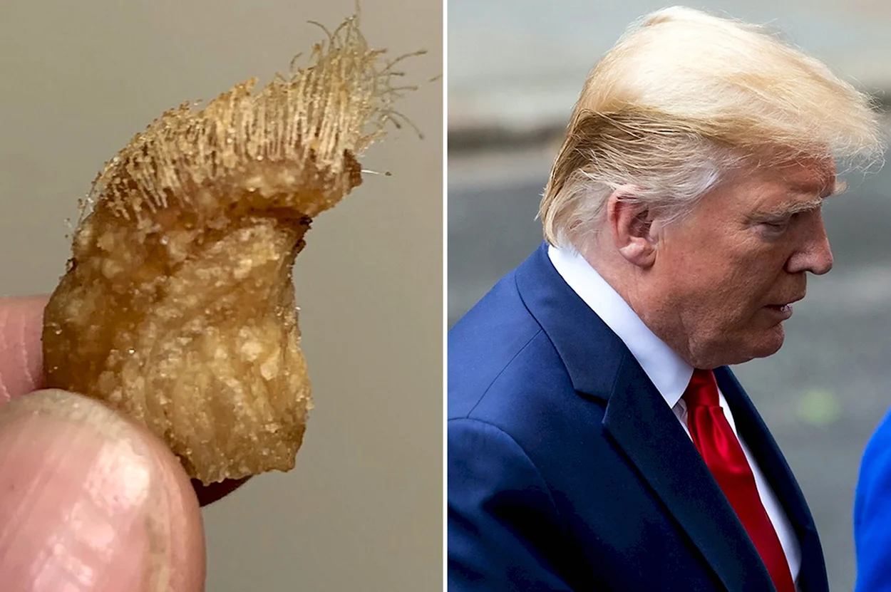 Трамп прическа кукуруза. Знаменитость