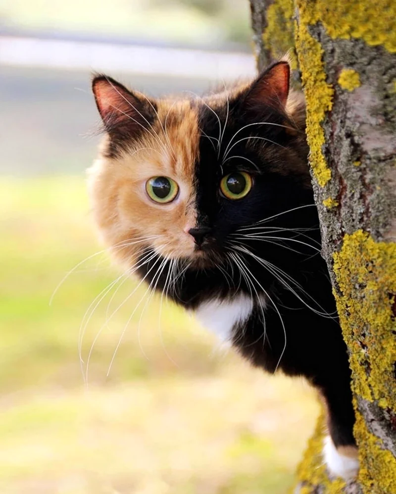 Трехшерстная кошка. Красивые картинки животных