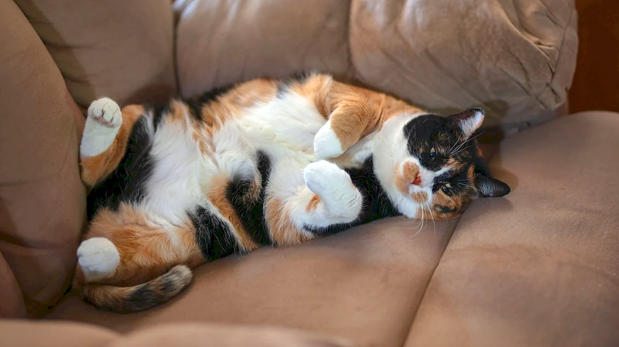 Трехцветная кошка на диване. Красивое животное