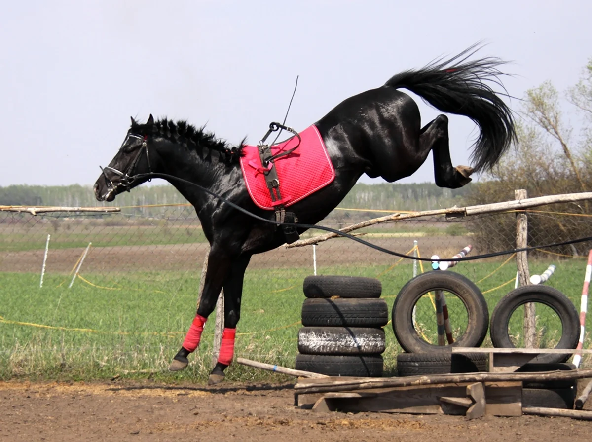 Тренировка лошади. Красивое животное