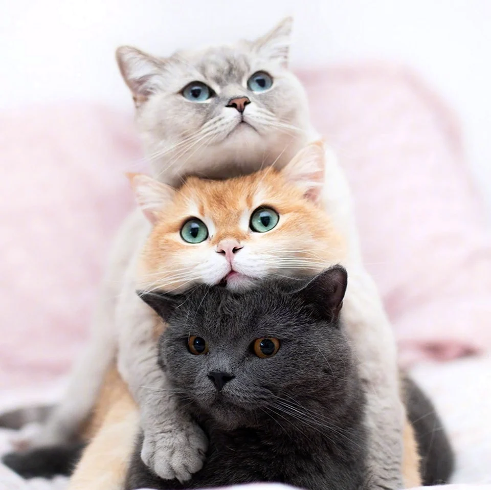 Три кошки. Красивые картинки животных