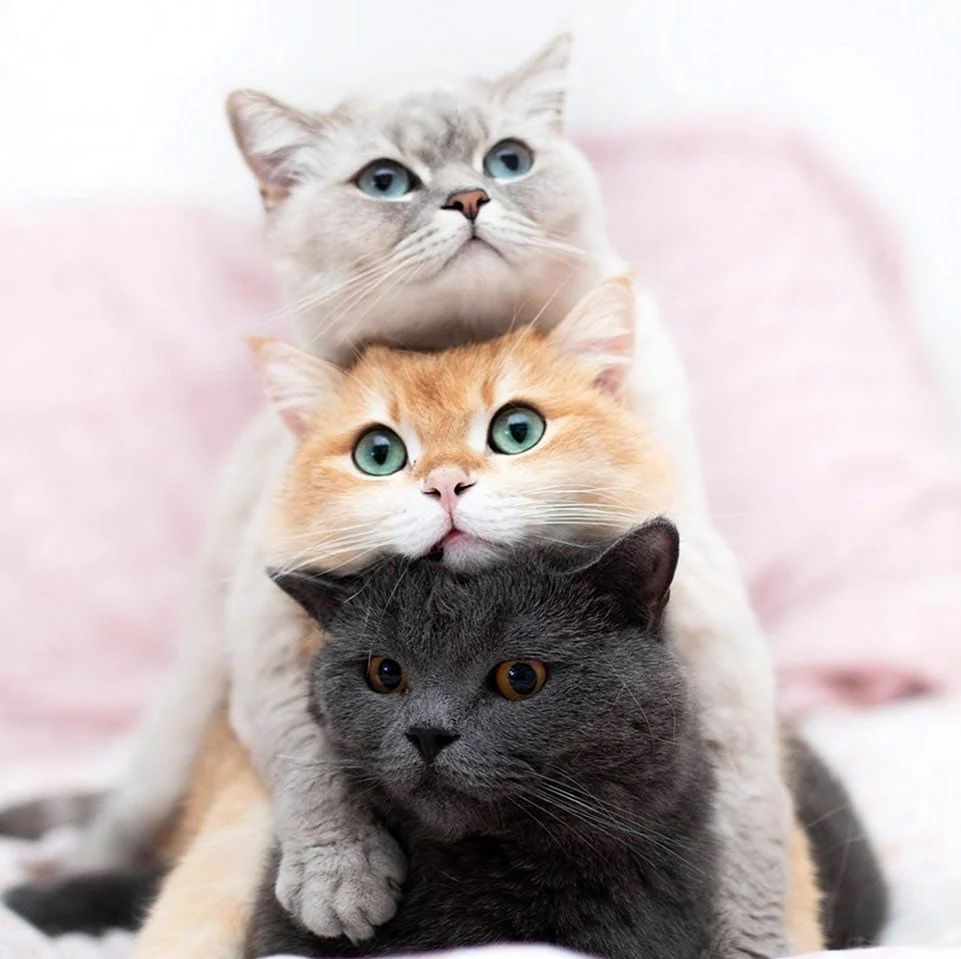 Три кошки. Красивое животное
