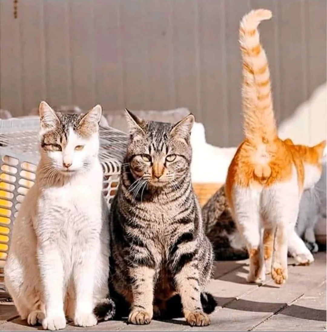 Три кошки смешные. Картинка