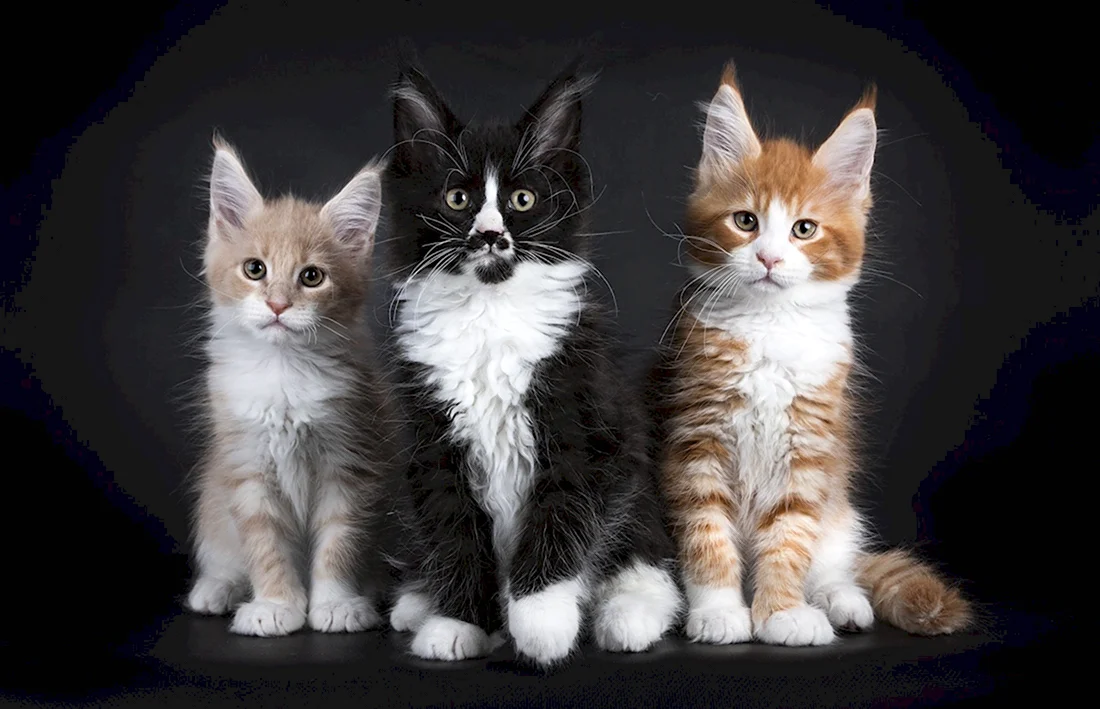 Три котенка Мейн куна. Красивые картинки животных