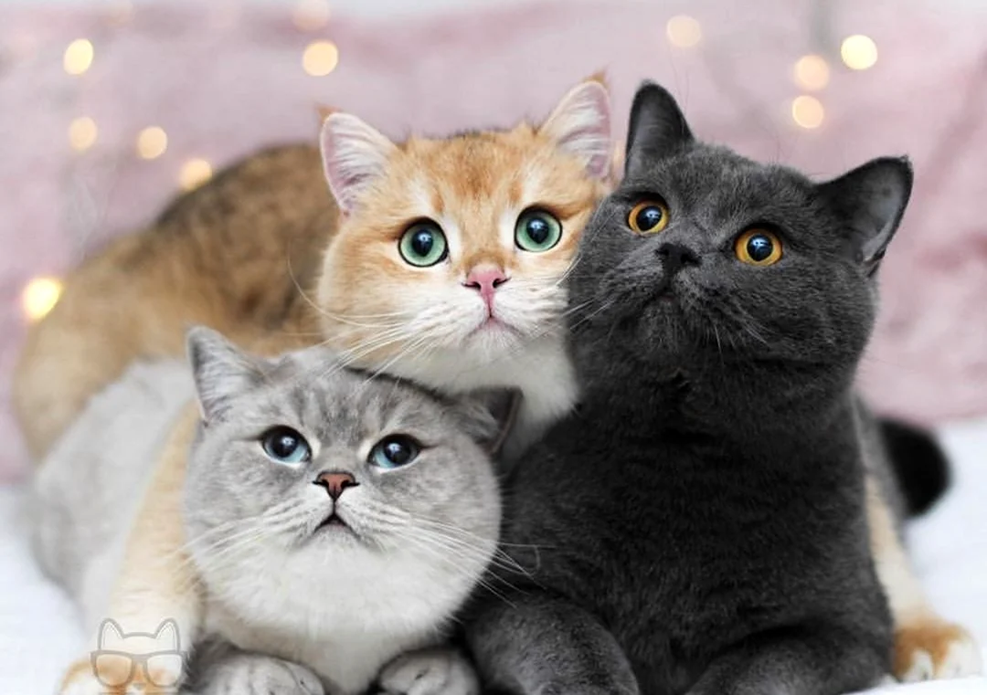 Три котика. Красивые картинки животных