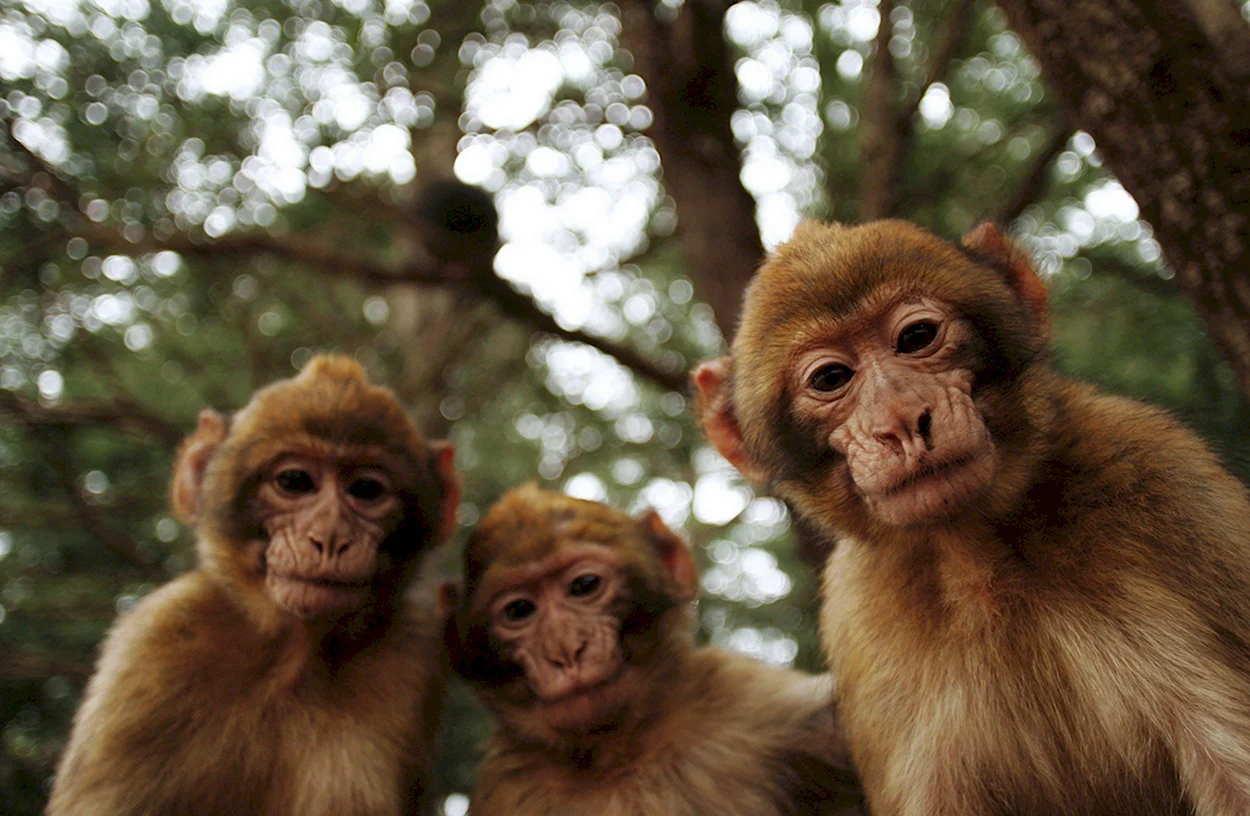 Три обезьяны. Красивое животное