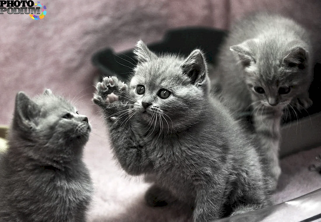 Три серых котенка. Красивые картинки животных