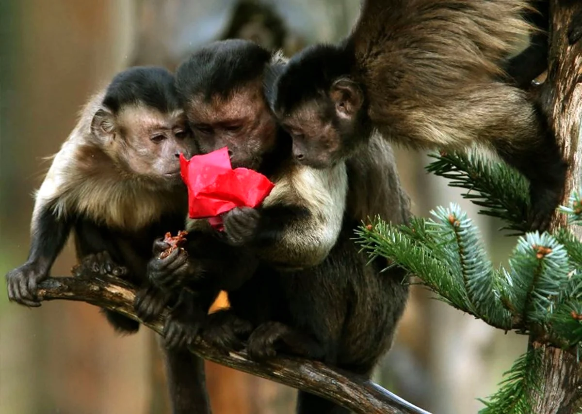 Три смешные обезьяны. Красивое животное
