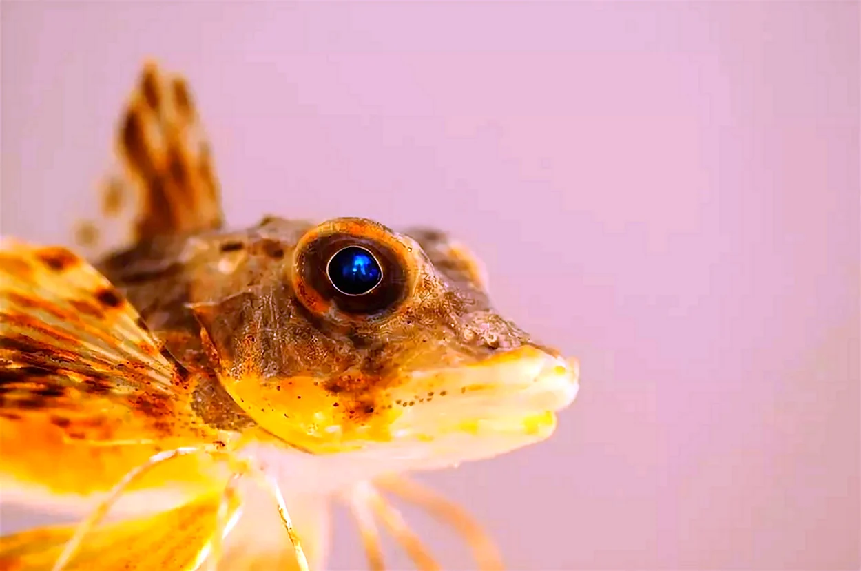 Тригла морской петух. Красивое животное