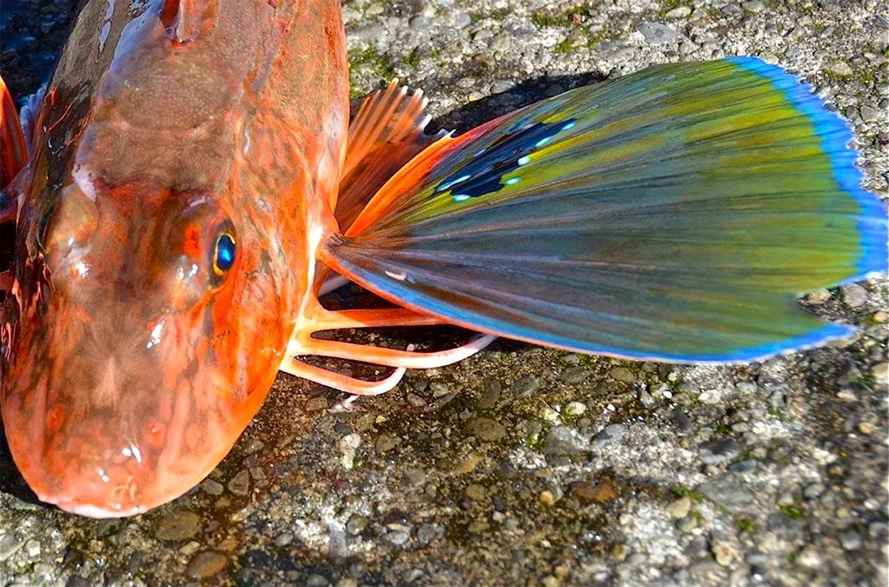 Тригла рыба петух. Красивое животное