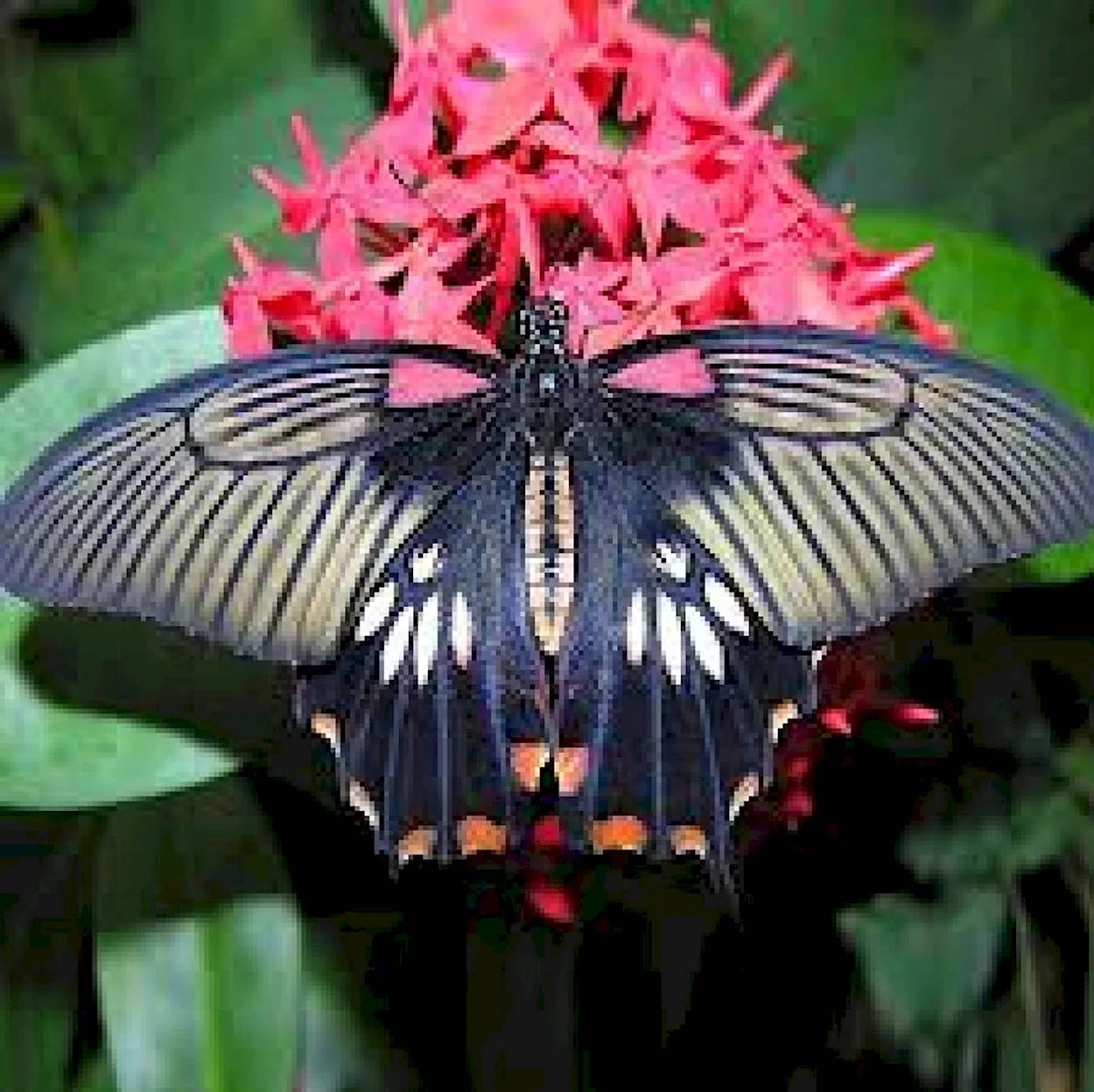 Тропические бабочки. Красивое животное