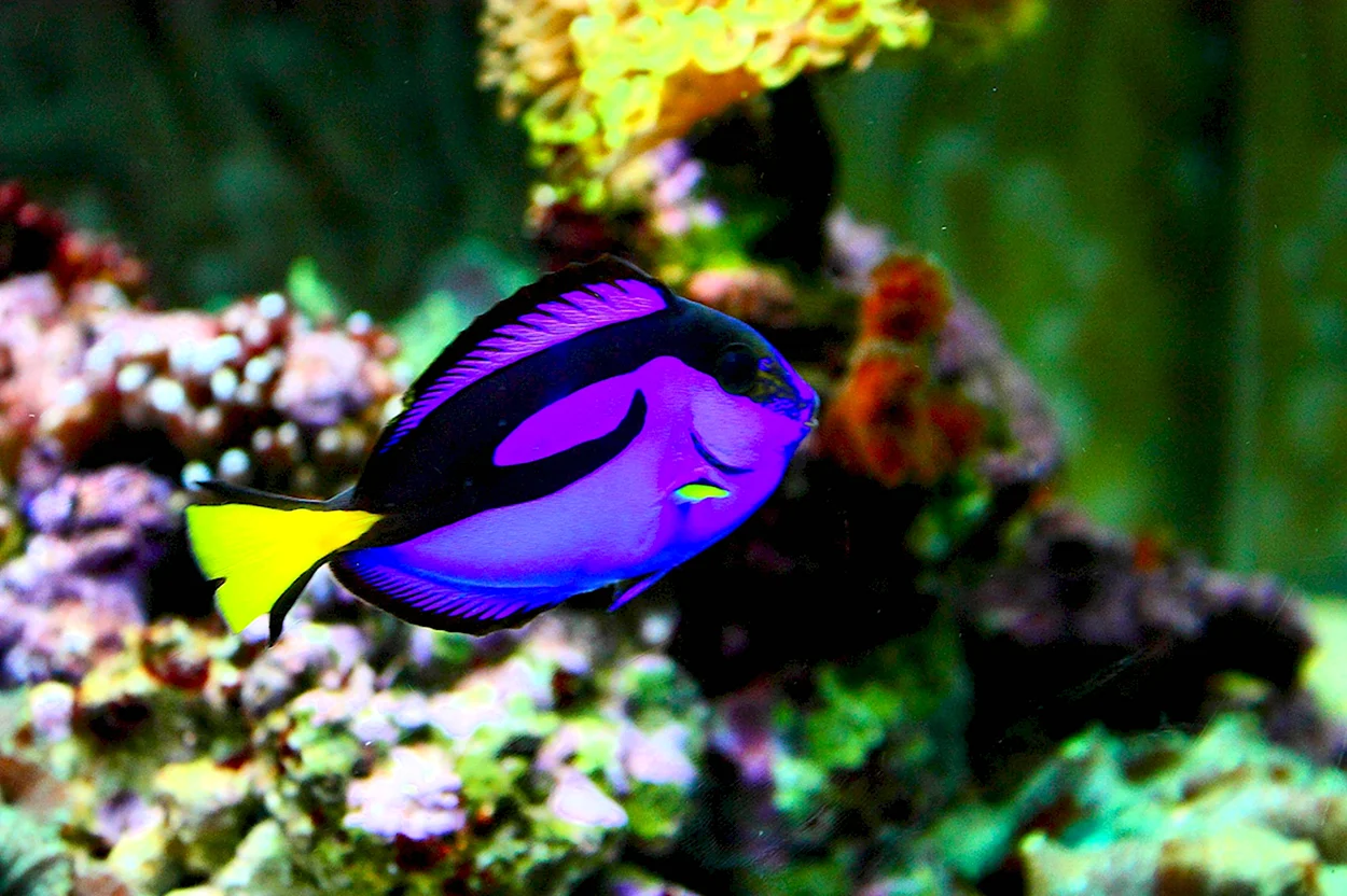 Тропические рыбки. Красивое животное