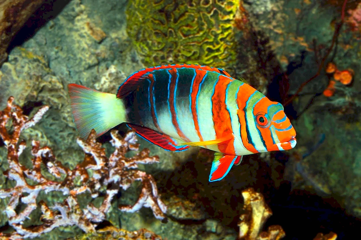 Тропические рыбы. Красивое животное