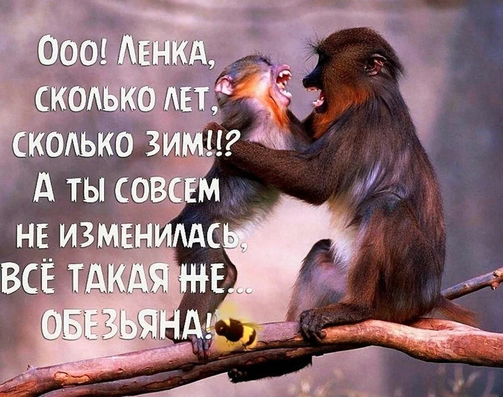 Цитаты про обезьян прикольные. Картинка